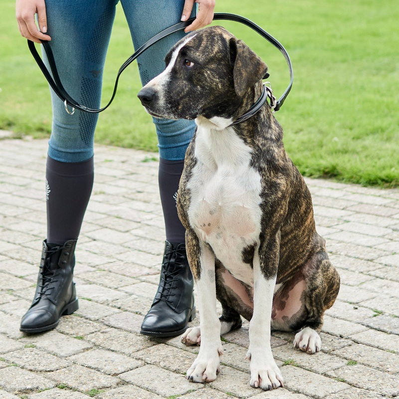 HV Polo Legacy Dog Collar