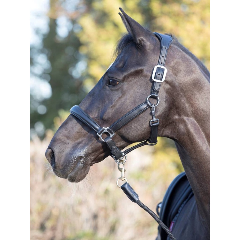 Anatomic Halter