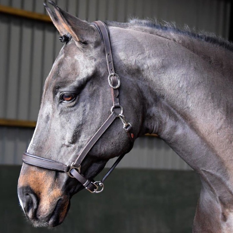 Whitaker Ready To Ride Leather Headcollar
