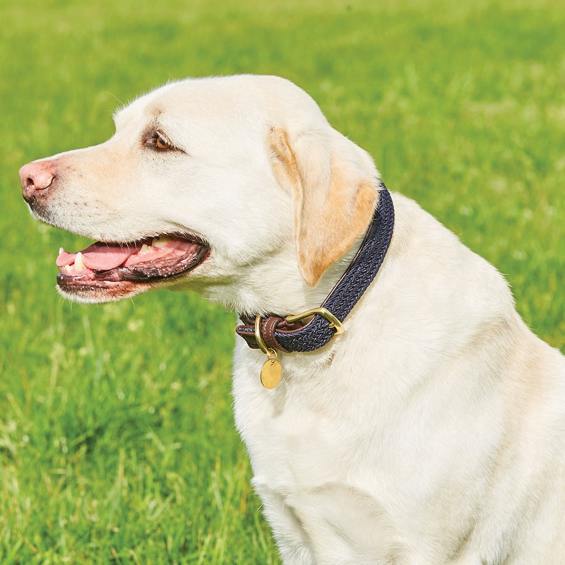 Weatherbeeta Leather Plaited Dog Collar