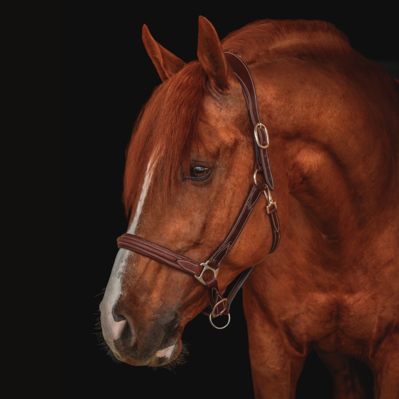 Waterton Leather Halter