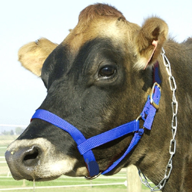 Cow Halter