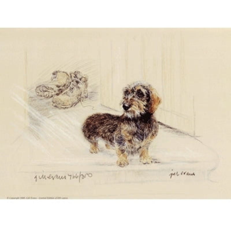 Wire Haired Dachshund By: Gill Evans, Matted