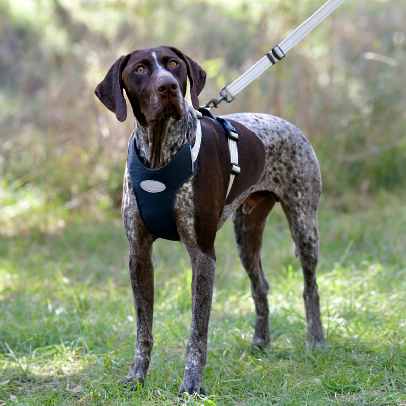 Weatherbeeta Explorer Dog Harness