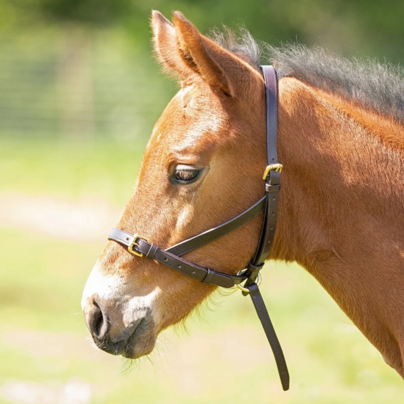 Shires Velociti GARA Leather Foal Slip