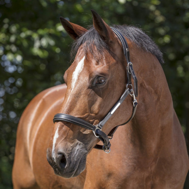 Norton Pro Grooming Leather Headcollar