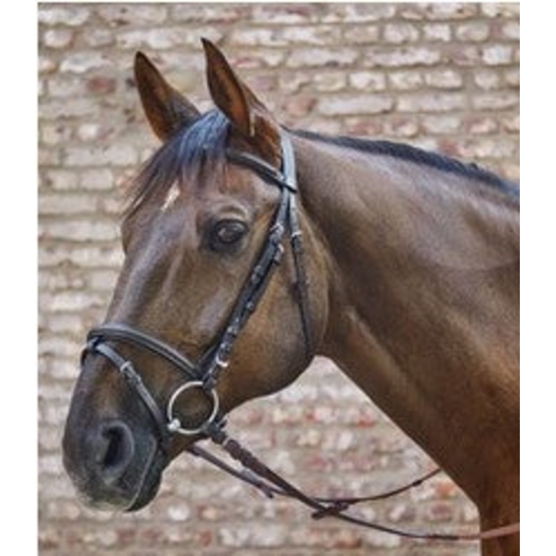 Waldhausen STAR Basic Hunter Bridle
