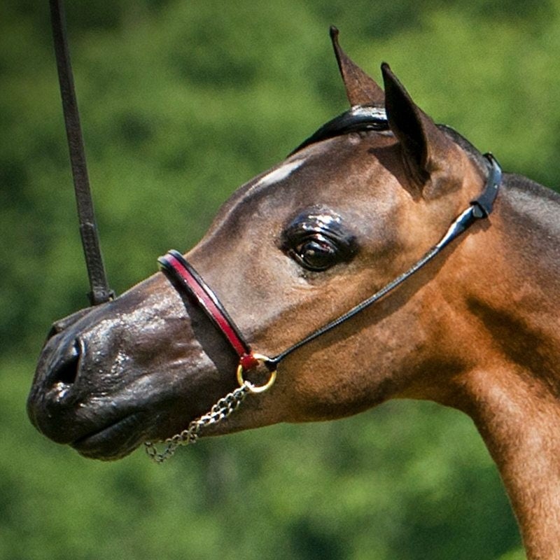 Ozark Triumph Mini/Pony Show Halter Foal Burgundy