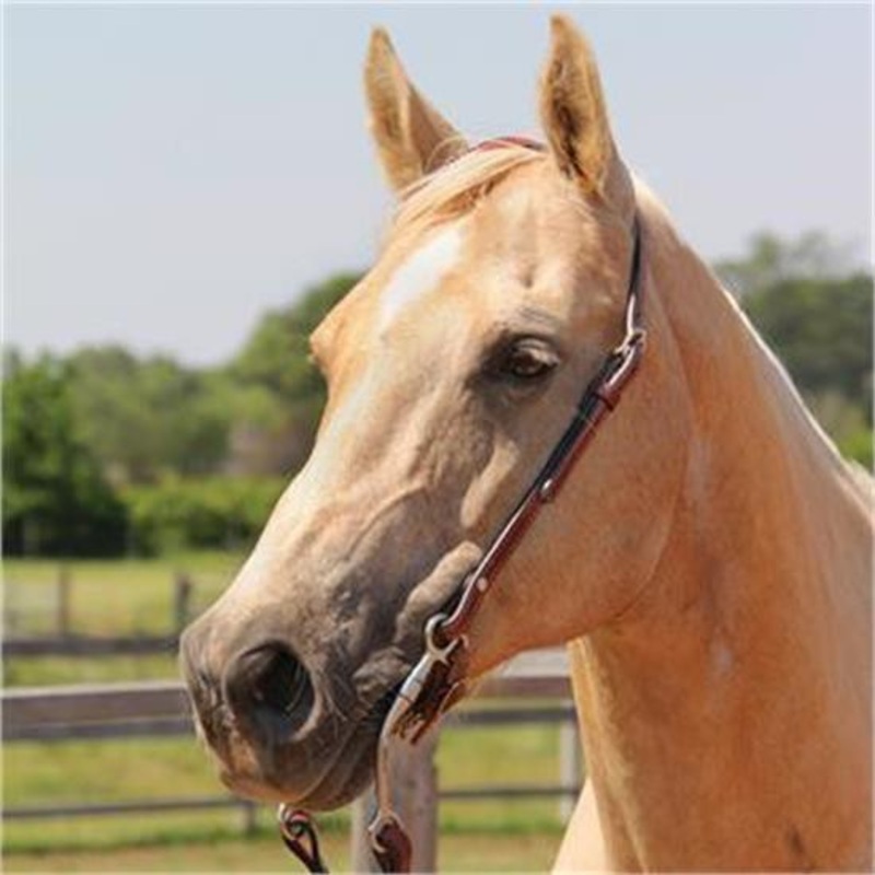 Copper Canyon Finished Leather One Ear Headstall W/ Chicago Screws