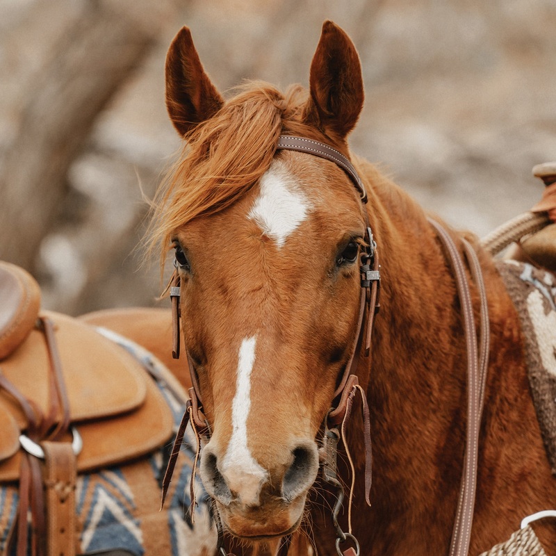 STS Ranch Signature Tack Harness Leather Browband Headstall, 3/4″