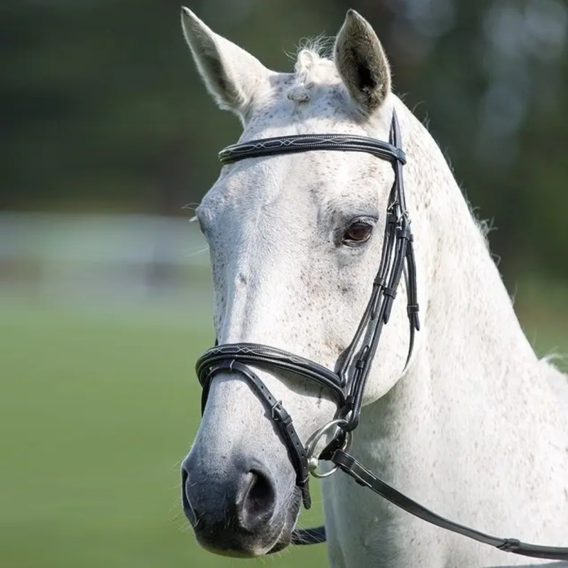 Shires Avignon Padded Raised Flash Bridle