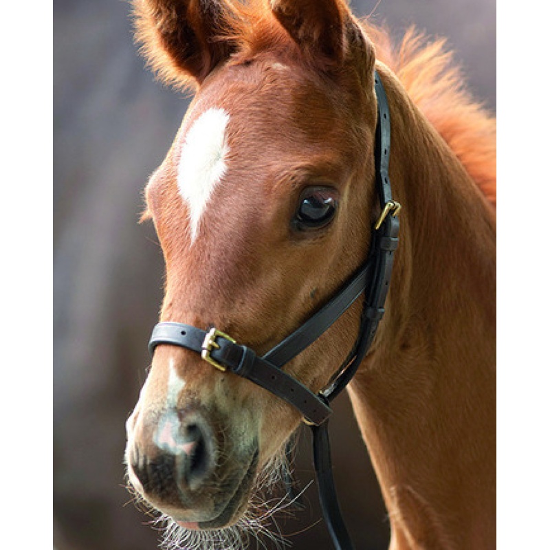 Foal Leather Halter – Figure 8 Slip Blenheim